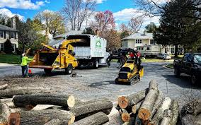 Reliable Pahrump, NV  Tree Services Solutions