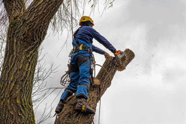 Best Seasonal Cleanup (Spring/Fall)  in Pahrump, NV